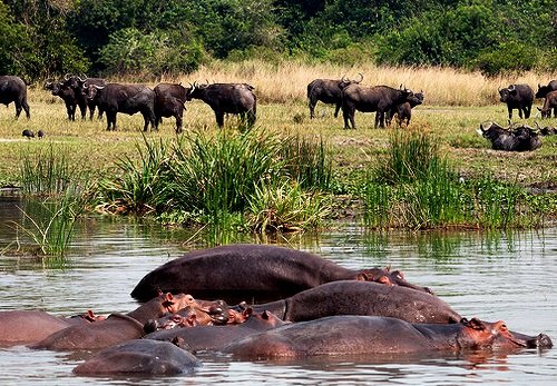 HipposandBuffaloesMFNP